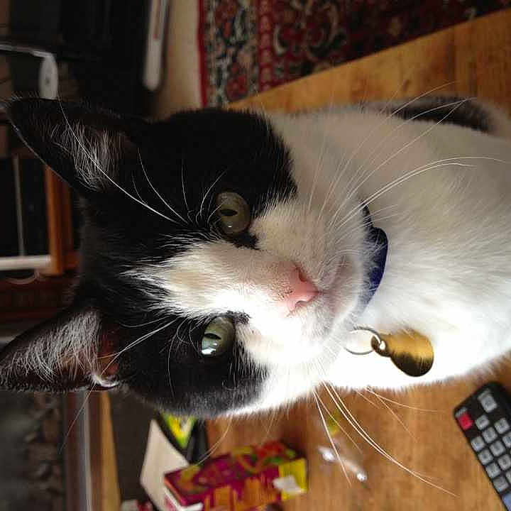 Oreo is registered to the contest to win money with this photo: