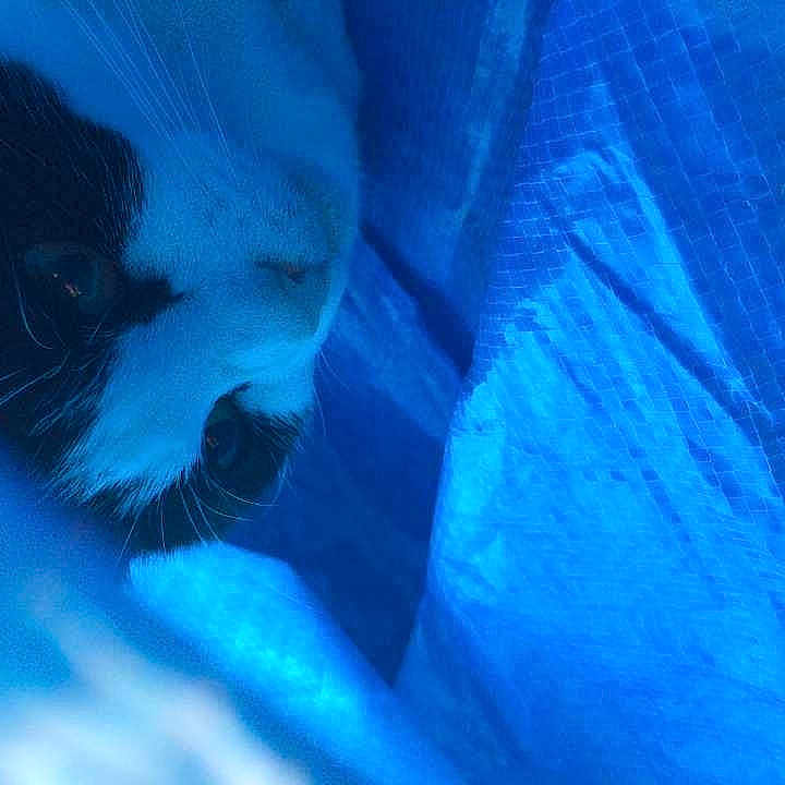 Oreo
