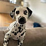 dalmatian, puppy, dog, pet, heterochromia, blue_eye, brown_eye, spotted, canine, indoor, living_room, couch, furniture, curious, young, animal, mammal, close_up, portrait, soft_light