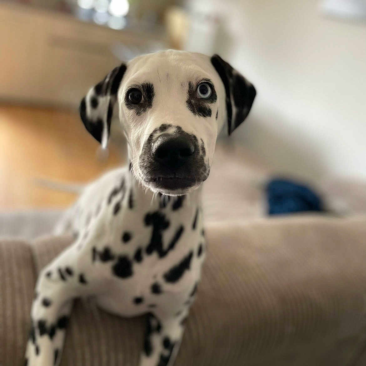 Mia participe au concours pour gagner de l'argent avec cette photo : animal, blue_eye, brown_eye, canine, close_up, couch, curious, dalmatian, dog, furniture, heterochromia, indoor, living_room, mammal, pet, portrait, puppy, soft_light, spotted, young