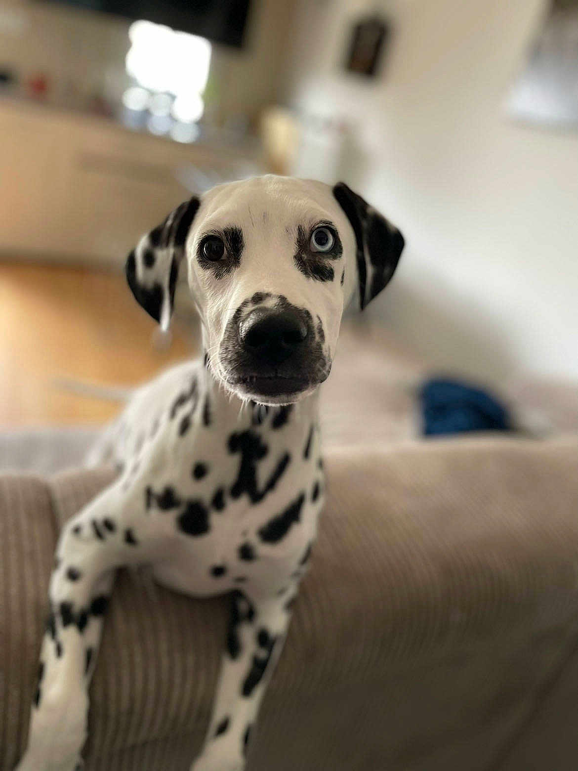Mia participe au concours pour gagner de l'argent avec cette photo : dalmatian, puppy, dog, pet, heterochromia, blue_eye, brown_eye, spotted, canine, indoor, living_room, couch, furniture, curious, young, animal, mammal, close_up, portrait, soft_light