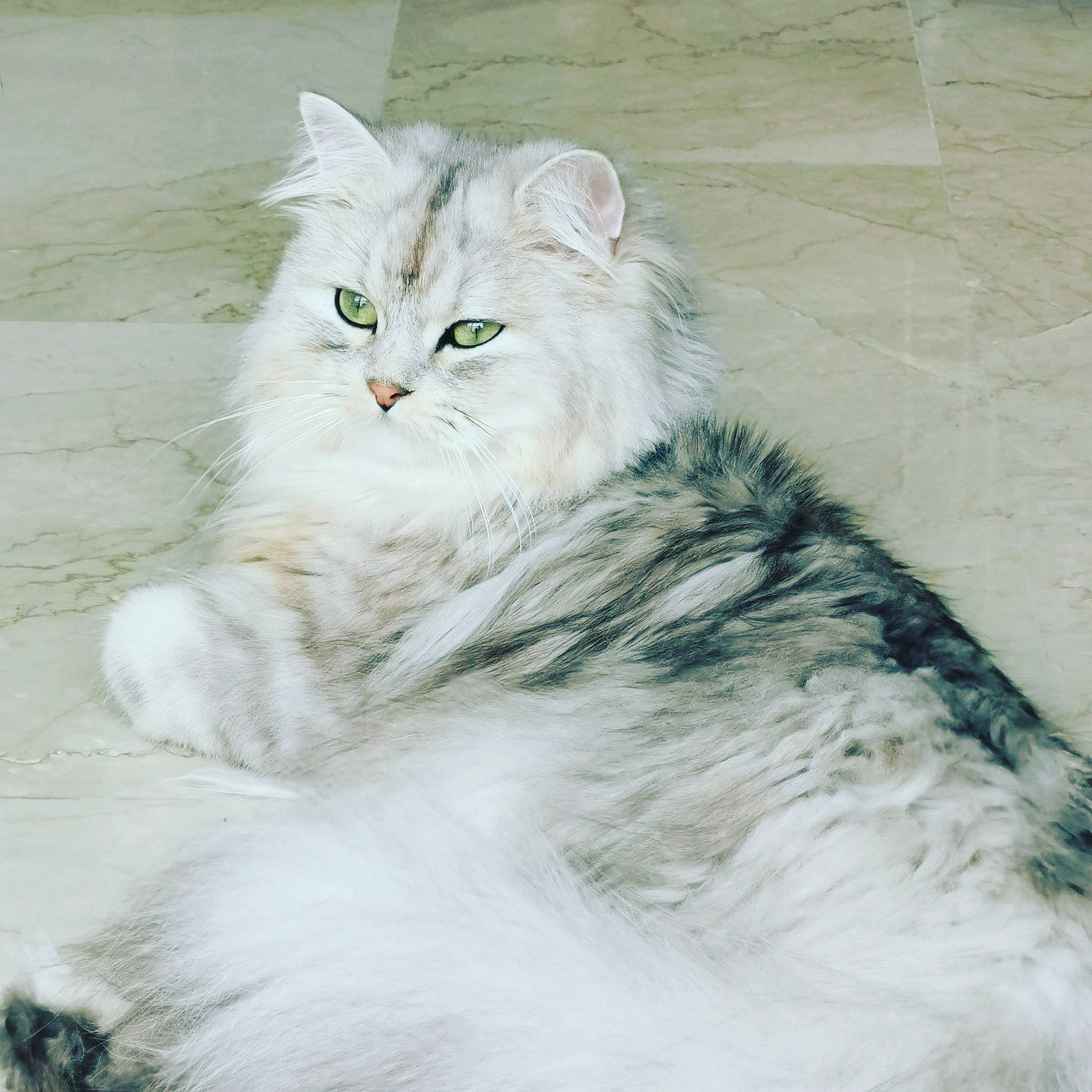 Nougat participe au concours pour gagner de l'argent avec cette photo : british_longhair, carnivore, cat, eye, felidae, fur, maine_coon, persian, small_to_medium_sized_cats, snout, tail, terrestrial_animal, whiskers