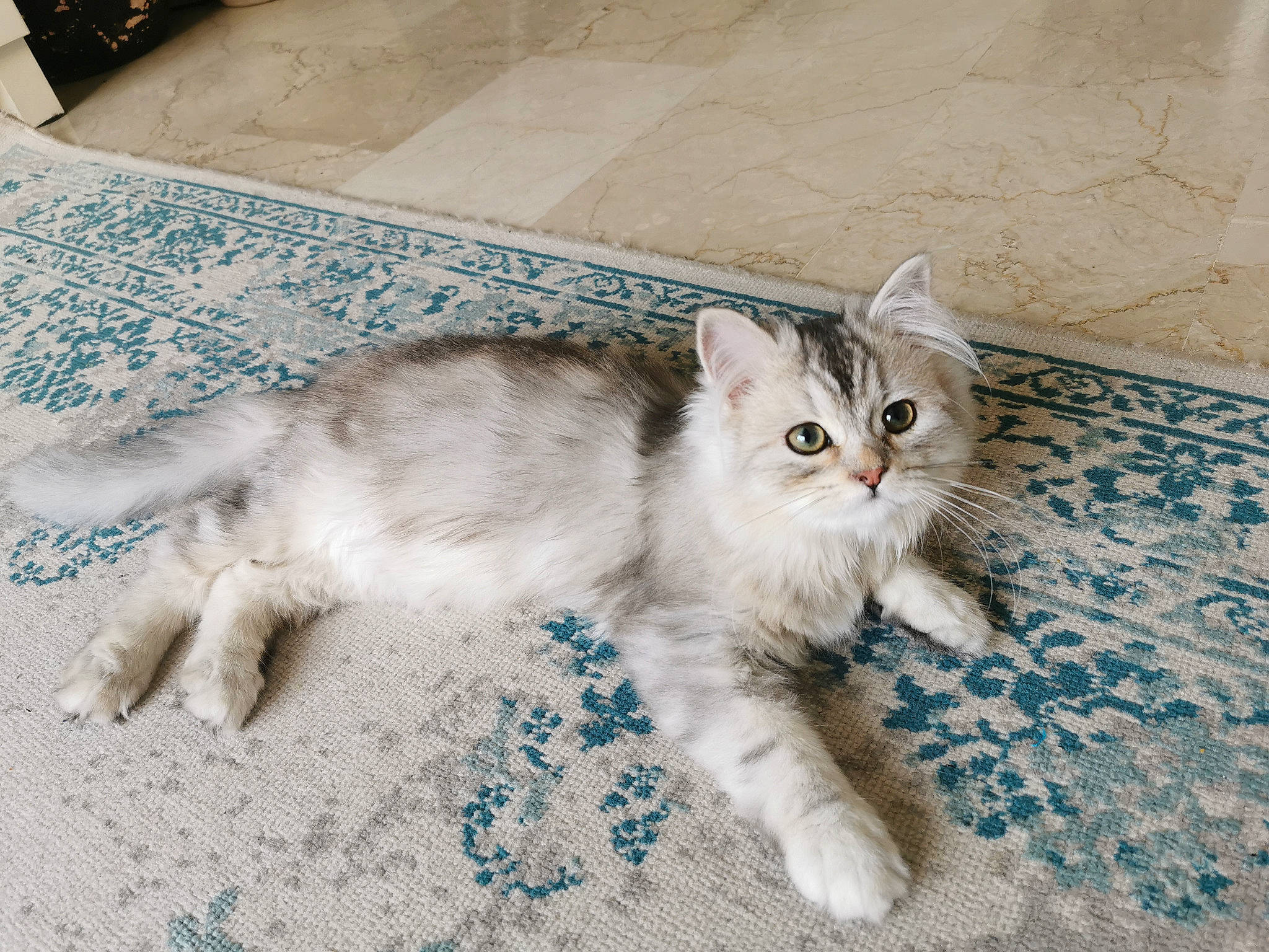 Nougat participe au concours pour gagner de l'argent avec cette photo : carnivore, cat, claw, comfort, domestic_short_haired_cat, fawn, felidae, flooring, foot, fur, paw, small_to_medium_sized_cats, snout, tail, whiskers