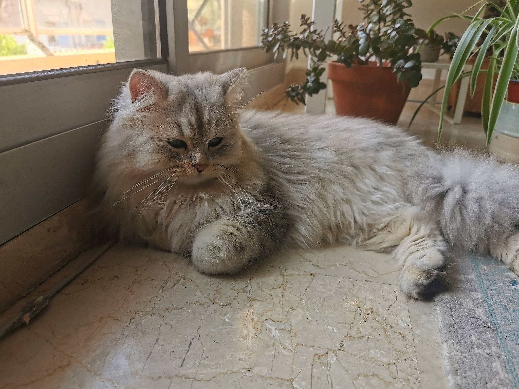 Nougat participe au concours pour gagner de l'argent avec cette photo : british_longhair, carnivore, cat, claw, comfort, domestic_short_haired_cat, fawn, felidae, flooring, fur, hardwood, houseplant, paw, plant, selkirk_rex, small_to_medium_sized_cats, snout, tail, whiskers, window