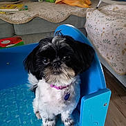 Feather joined the competition — help win amazing prizes! black_and_white, blanket, blue_chair, books, chair, collar, couch, dog, indoors, learning_mat, living_room, pet, portrait, puppy, shih_tzu, sitting, small_dog, tag, toys, wood_floor