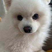 Apollo joined the competition — help win amazing prizes! adorable, animal, blanket, closeup, companion, cozy, cute, dog, ears, eyes, face, fluffy, fur, indoors, nose, pet, puppy, soft, white_fur, young