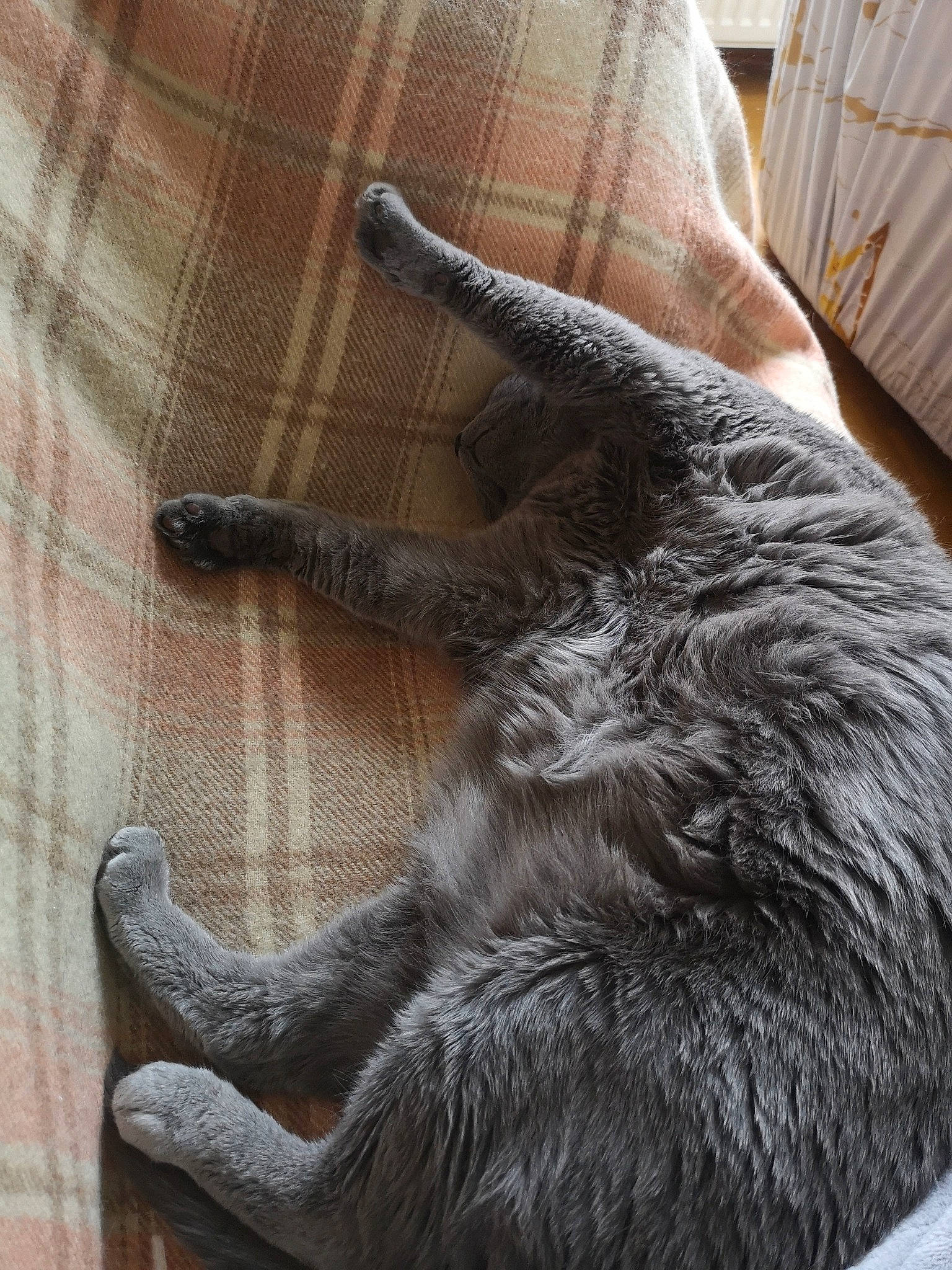 Milot participe au concours pour gagner de l'argent avec cette photo : carnivore, cat, claw, comfort, domestic_short_haired_cat, felidae, foot, fur, grey, human_leg, paw, sitting, small_to_medium_sized_cats, snout, tail, terrestrial_animal, textile, toe, whiskers, wood