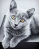 Milot a rejoint le concours — aidez-le/la à gagner de superbes lots ! art, carnivore, cat, domestic_short_haired_cat, drawing, felidae, font, fur, grey, illustration, monochrome, monochrome_photography, organism, photo_caption, russian_blue, small_to_medium_sized_cats, still_life_photography, terrestrial_animal, whiskers, wildlife