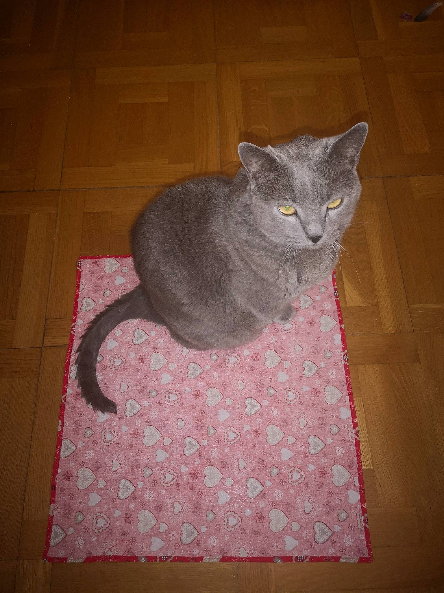 Milot participe au concours pour gagner de l'argent avec cette photo : art, carnivore, cat, cat_supply, domestic_short_haired_cat, felidae, floor, flooring, fur, grey, hardwood, linens, pattern, room, russian_blue, small_to_medium_sized_cats, tail, tile_flooring, whiskers, wood