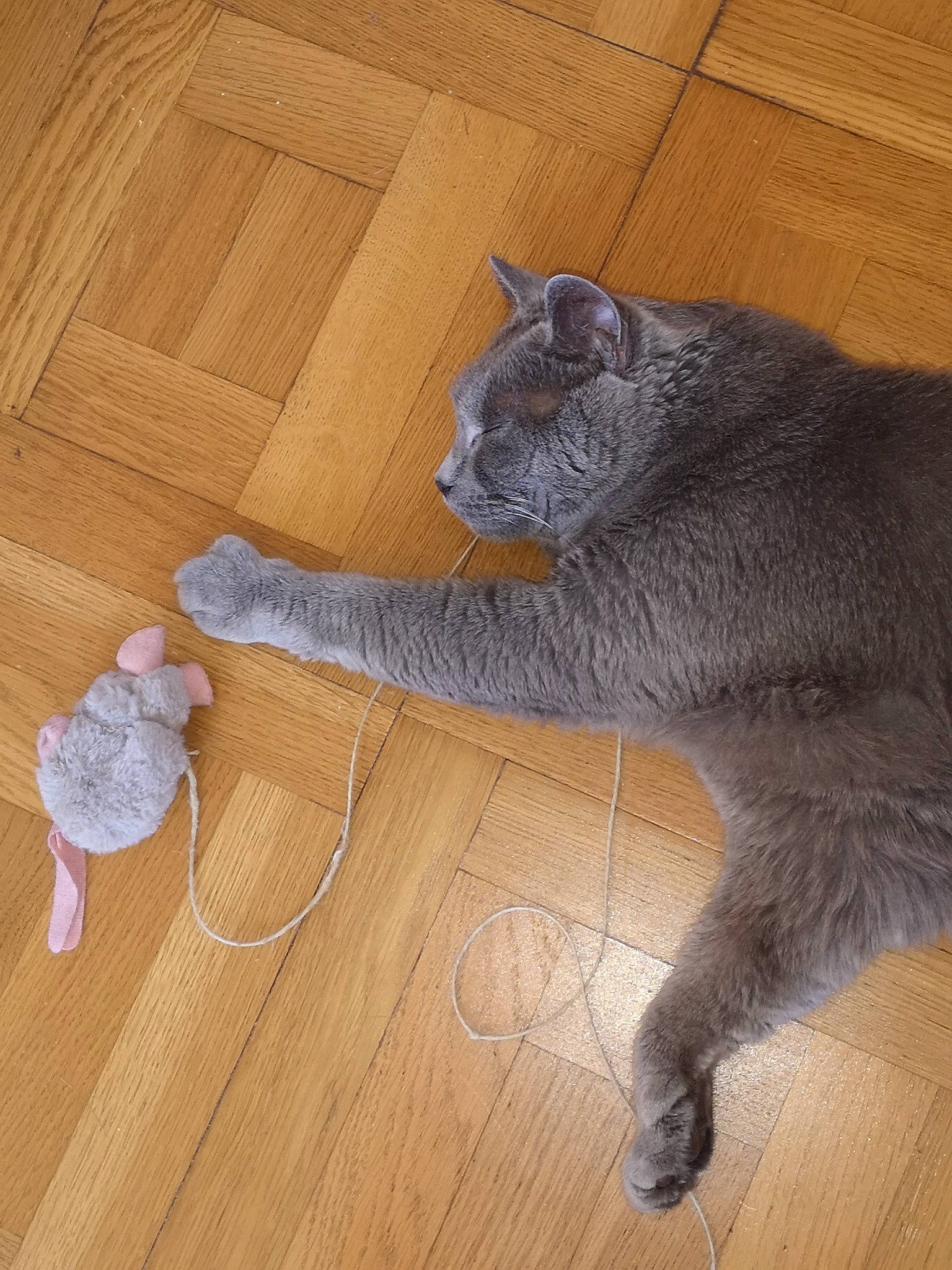 Milot a rejoint le concours — aidez-le/la à gagner de superbes lots ! carnivore, cat, comfort, domestic_short_haired_cat, fawn, felidae, floor, flooring, grey, hardwood, laminate_flooring, mammal, small_to_medium_sized_cats, tail, terrestrial_animal, varnish, whiskers, wood, wood_flooring, wood_stain