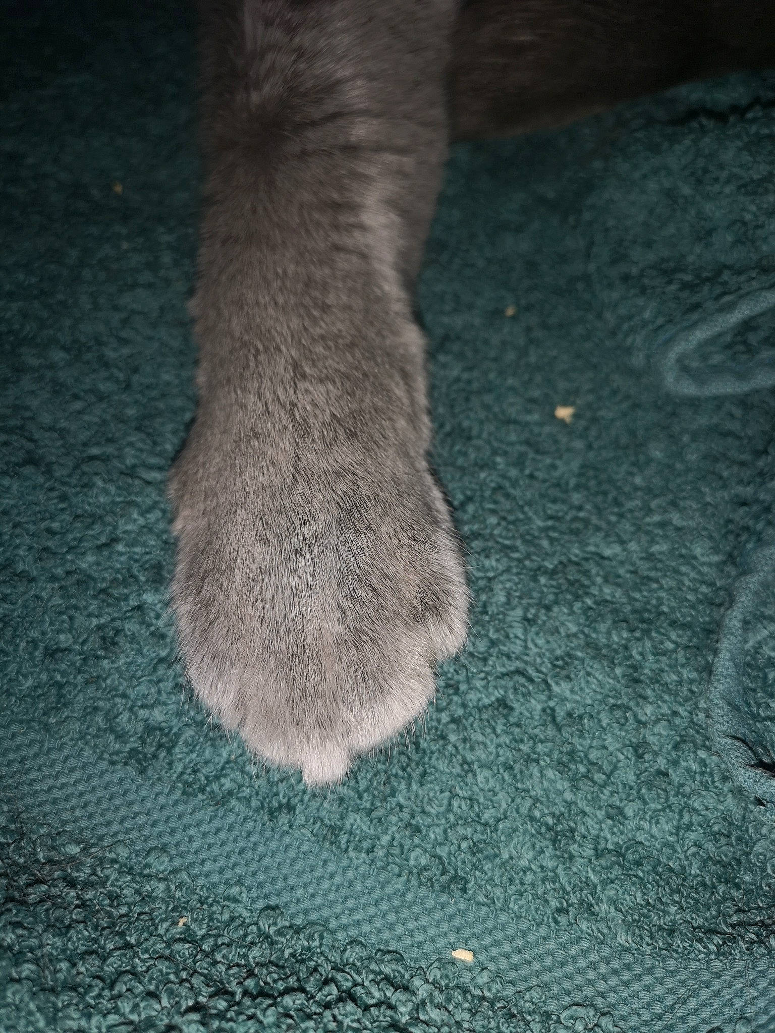 Milot participe au concours pour gagner de l'argent avec cette photo : canidae, carnivore, cat, claw, close_up, dog_breed, electric_blue, fawn, felidae, flooring, foot, fur, grass, grey, human_leg, small_to_medium_sized_cats, snout, sporting_group, tail, whiskers