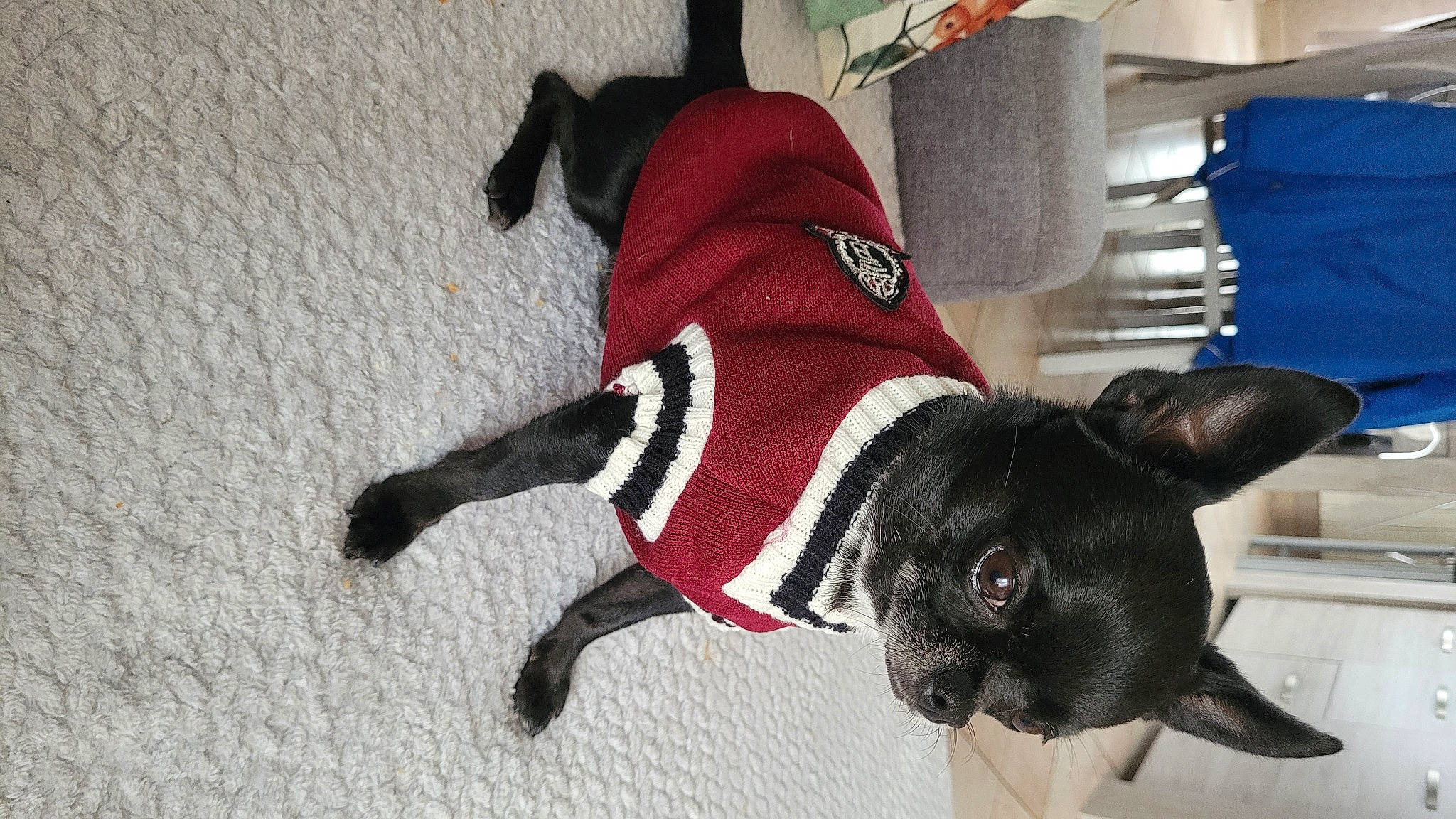 Pepito participe au concours pour gagner de l'argent avec cette photo : carmine, carnivore, collar, companion_dog, costume_hat, dog, dog_breed, dog_clothes, dog_collar, dog_supply, fashion_accessory, fawn, flooring, fur, leash, pet_supply, snout, tail, toy_dog, working_animal