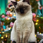 Tater is registered to the contest to win money with this photo: cat, siamese_cat, christmas_tree, holiday_decorations, bokeh, ornaments, festive, indoor, pet, feline, sitting, close_up, soft_light, decor, holiday, cute, animal, winter, celebration, relaxed