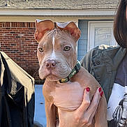 Banjo joined the competition — help win amazing prizes! dog, puppy, pet, collar, hand, human, red_nails, brick_wall, house, door, roof, sky, trees, backyard, outdoor, portrait, ears, eyes, muzzle, fur