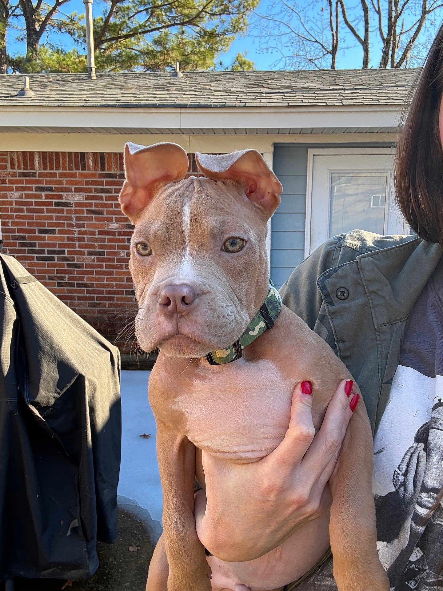 Banjo joined the competition — help win amazing prizes! dog, puppy, pet, collar, hand, human, red_nails, brick_wall, house, door, roof, sky, trees, backyard, outdoor, portrait, ears, eyes, muzzle, fur