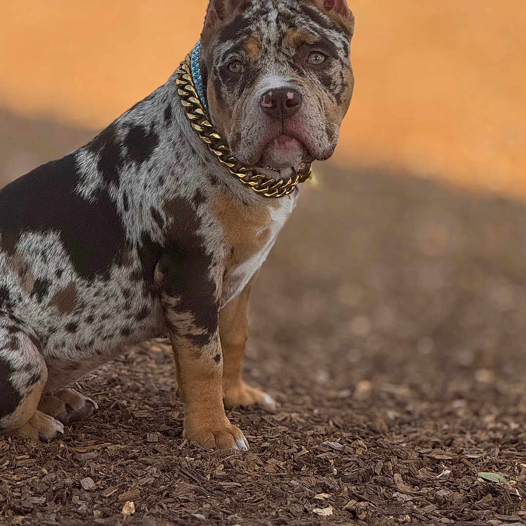 Cookie joined the competition — help win amazing prizes! animal, black, blurred_background, brown, canine, chain, closeup, collar, daylight, dog, ears, fur, looking, merle, outdoor, pet, portrait, sitting, tan, wood_chips