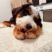 Millie is registered to the contest to win money with this photo: animal, bed, black, blanket, bone, brown, chewing, closeup, cozy, cute, dog, fur, furniture, indoor, paw, pet, puppy, relaxing, snout, white