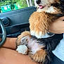 Millie joined the competition — help win amazing prizes! car, daylight, dog, fur, greenery, hand, happy, interior, lap, nature, outdoor, person, pet, puppy, seat, seatbelt, shorts, tongue_out, trees, window