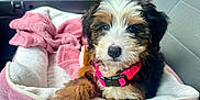 Millie joined the competition — help win amazing prizes! adorable, animal, bed, black, brown, canine, car_seat, cute, dog, fluffy, fur, indoors, pet, pink_collar, puppy, resting, seatbelt, soft, white, young
