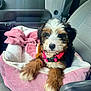 adorable, animal, bed, black, brown, canine, car_seat, cute, dog, fluffy, fur, indoors, pet, pink_collar, puppy, resting, seatbelt, soft, white, young
