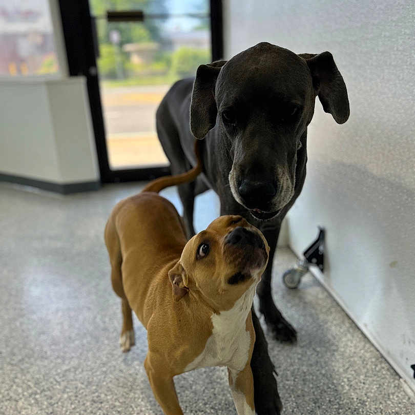 Princess joined the competition — help win amazing prizes! dog, dogs, indoor, floor, black_dog, brown_dog, white_paw, curious, companion, canine, pet, animal, interaction, standing, walking, door, window, natural_light, speckled_floor, room
