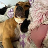 Princess joined the competition — help win amazing prizes! dog, kitten, blanket, bed, cozy, fur, snuggling, resting, indoor, cute, animal, friendship, soft, relaxation, closeup, brown_dog, black_and_white_kitten, pillows, comfort, sleepy