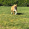 dog, grass, greenery, hedge, outdoor, pet, canine, sunlight, running, happy, animal, nature, playful, mammal, fur, daytime, field, active, collar, smiling