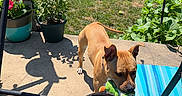 Princess joined the competition — help win amazing prizes! dog, toy, patio, flower_pot, flowers, grass, cat, sunlight, shadow, outdoor, greenery, blue_mat, playful, pet, animal, garden, fence, plant, summer, daylight