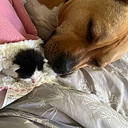 Princess is registered to the contest to win money with this photo: dog, kitten, sleeping, blanket, bed, cozy, animal, pet, brown_dog, black_and_white_kitten, fur, resting, cute, close_up, indoor, soft_texture, peaceful, companion, snuggling, warm