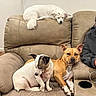dog, white_dog, brown_dog, couch, living_room, pet, relaxing, seated, fur, animal, canine, indoor, resting, comfortable, home, companion, cute, cozy, furniture, person_partial