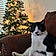 Sylvester