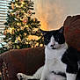 armchair, black_and_white, cat, christmas_tree, cozy, decorations, feline, festive, furniture, holiday, home, indoor, lights, ornaments, paw, pet, relaxed, sitting, whiskers, window_blinds