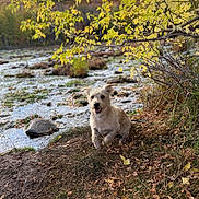 Buddy joined the competition — help win amazing prizes! dog, animal, outdoor, nature, autumn, fall, leaves, forest, stream, grass, playful, happy, running, canine, wilderness, daylight, tree, branch, water, ground