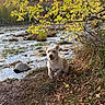 dog, animal, outdoor, nature, autumn, fall, leaves, forest, stream, grass, playful, happy, running, canine, wilderness, daylight, tree, branch, water, ground