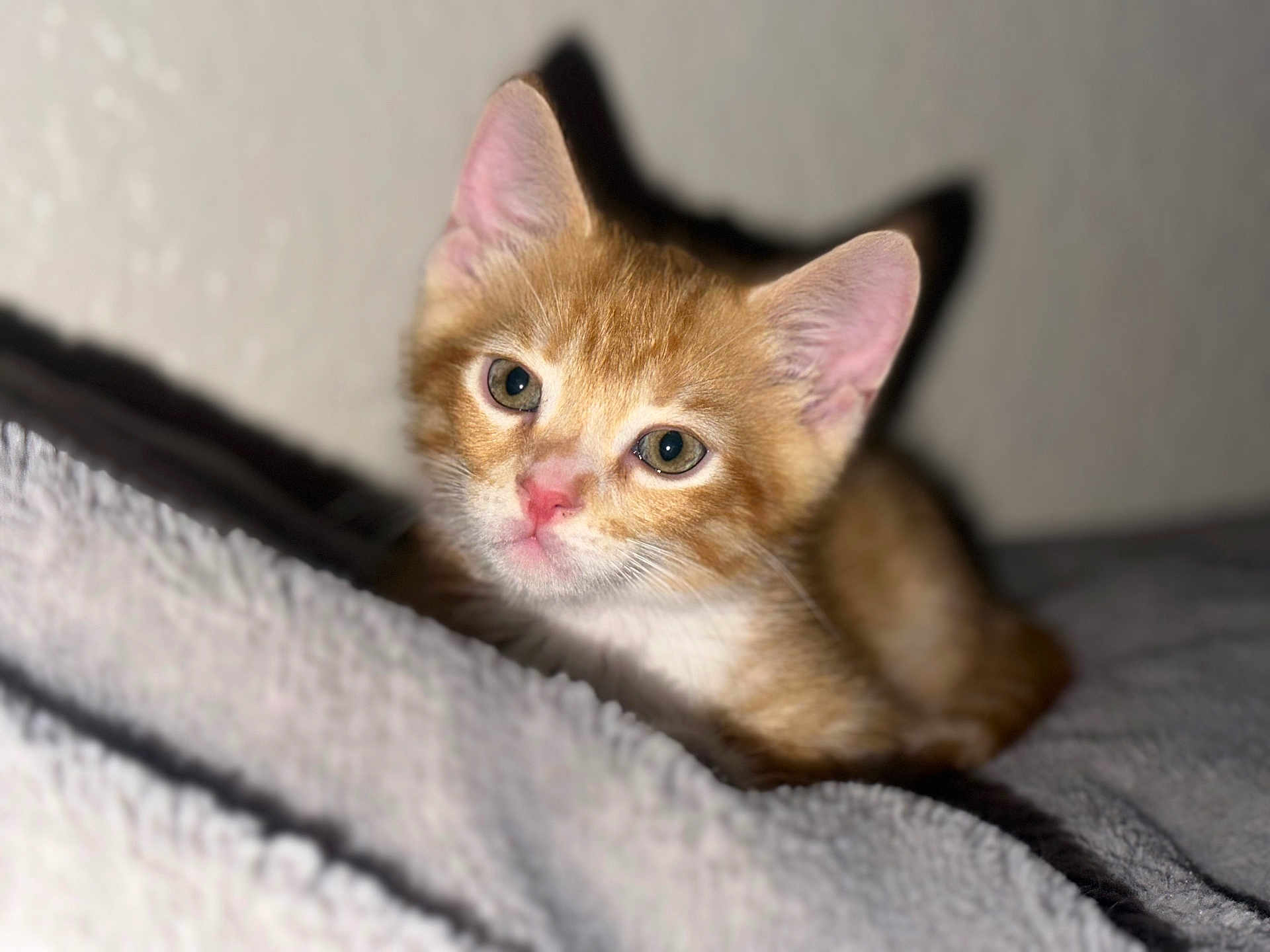 Sox joined the competition — help win amazing prizes! kitten, cat, orange_cat, pet, animal, resting, close_up, soft_texture, blanket, indoor, cute, young, feline, whiskers, ears, nose, eyes, shadow, fur, portrait
