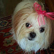 Sochye is registered to the contest to win money with this photo: dog, pet, indoor, ribbon, white, tan, fur, carpet, patterned_rug, cute, small_dog, looking_up, animal, companion, domestic, household, fluffy, adorable, portrait, close_up
