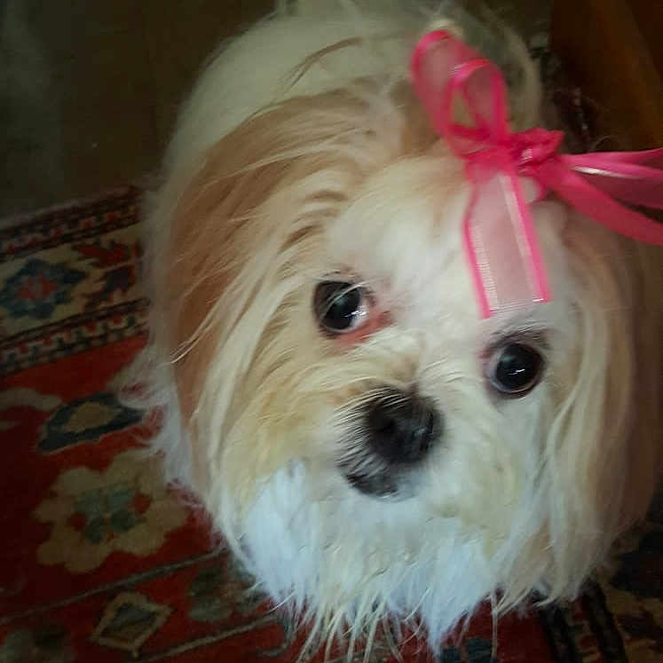 Sochye is registered to the contest to win money with this photo: adorable, animal, carpet, close_up, companion, cute, dog, domestic, fluffy, fur, household, indoor, looking_up, patterned_rug, pet, portrait, ribbon, small_dog, tan, white