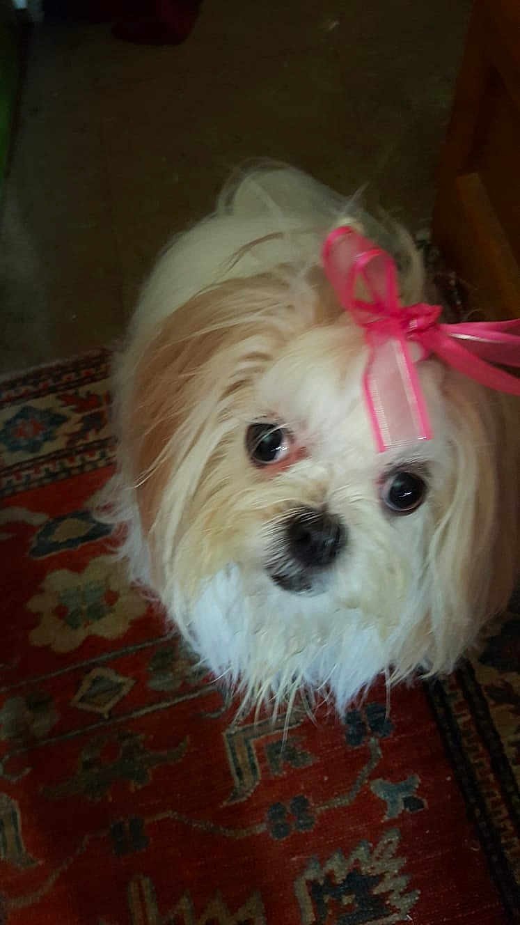Sochye is registered to the contest to win money with this photo: dog, pet, indoor, ribbon, white, tan, fur, carpet, patterned_rug, cute, small_dog, looking_up, animal, companion, domestic, household, fluffy, adorable, portrait, close_up