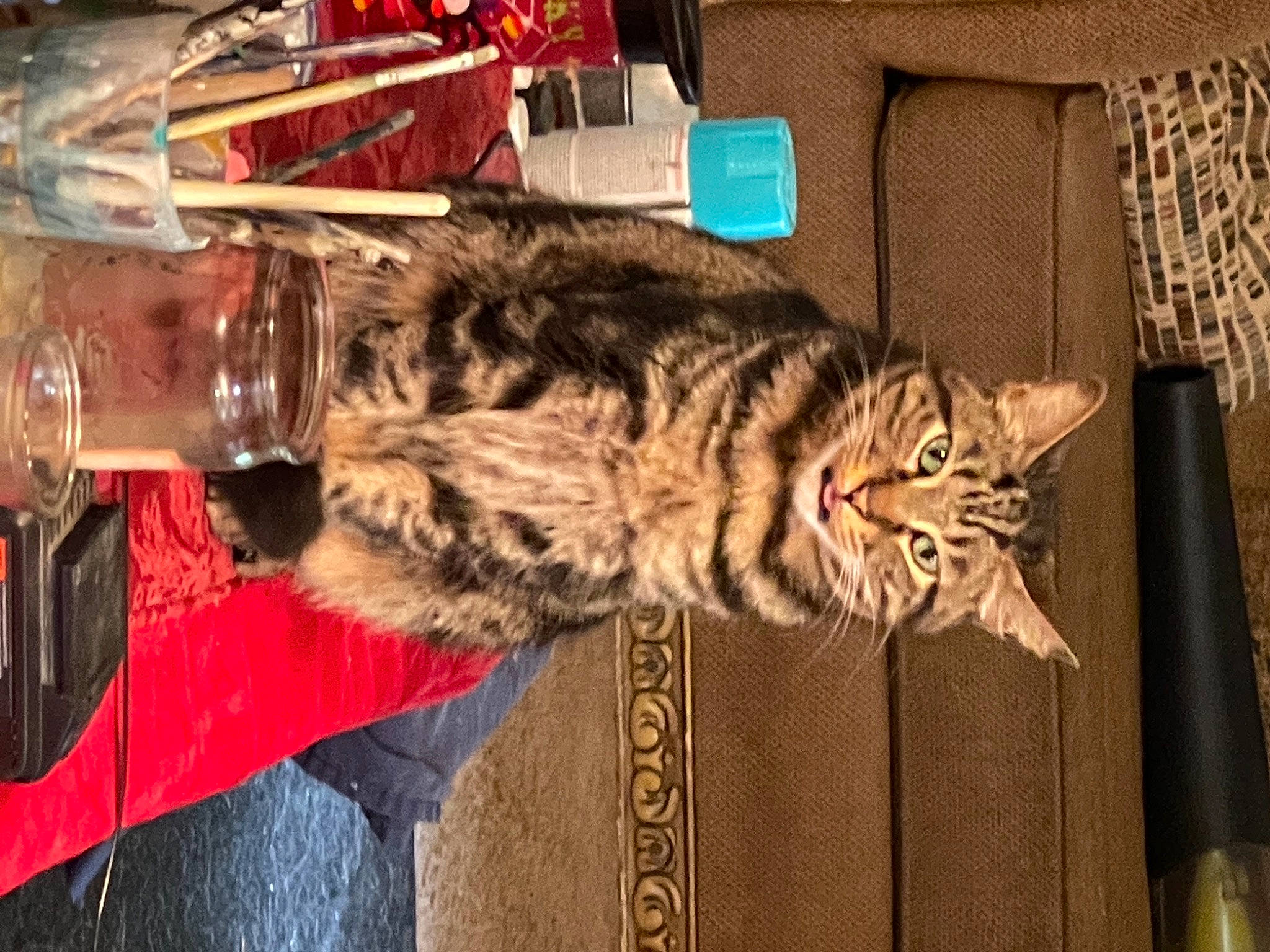 Taz joined the competition — help win amazing prizes! carnivore, cat, claw, comfort, domestic_short_haired_cat, felidae, fur, nap, paw, pillow, room, small_to_medium_sized_cats, snout, tableware, tail, vertebrate, whiskers, wine_glass, wood