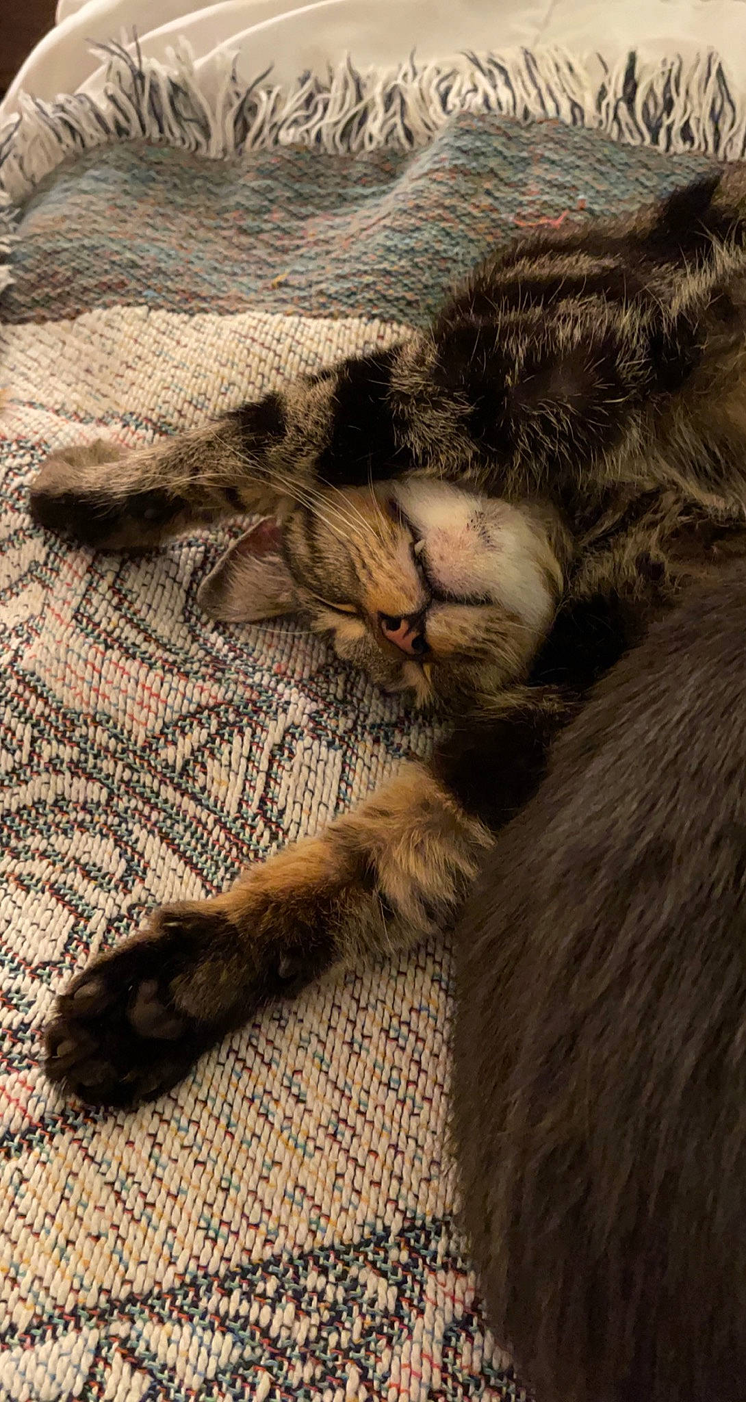 Taz is registered to the contest to win money with this photo: brown, carnivore, cat, claw, close_up, comfort, domestic_short_haired_cat, fawn, felidae, fur, grey, linens, liver, paw, small_to_medium_sized_cats, snout, tail, terrestrial_animal, whiskers, wood