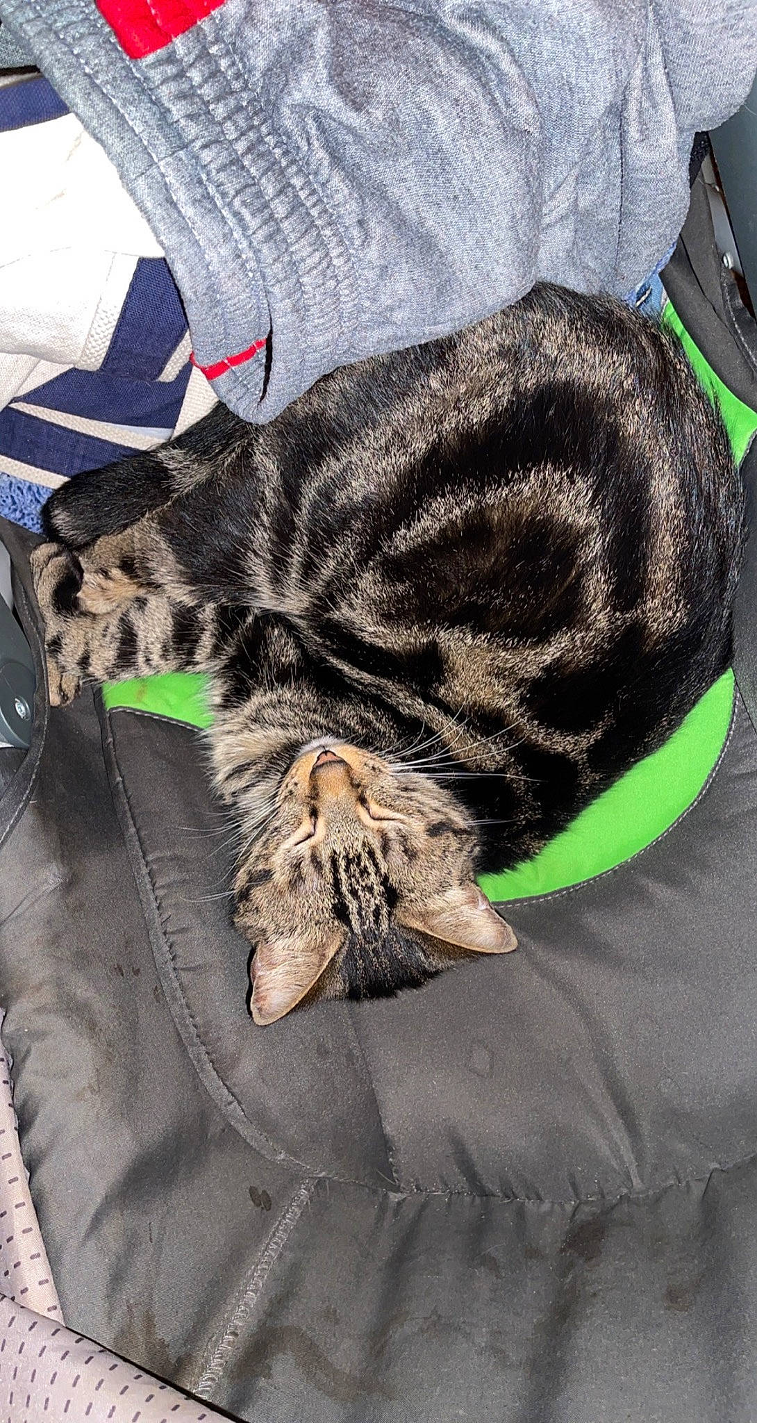 Taz is registered to the contest to win money with this photo: carnivore, cat, claw, comfort, denim, domestic_short_haired_cat, felidae, fur, grass, grey, nap, pattern, paw, sleep, small_to_medium_sized_cats, snout, tail, terrestrial_animal, textile, whiskers