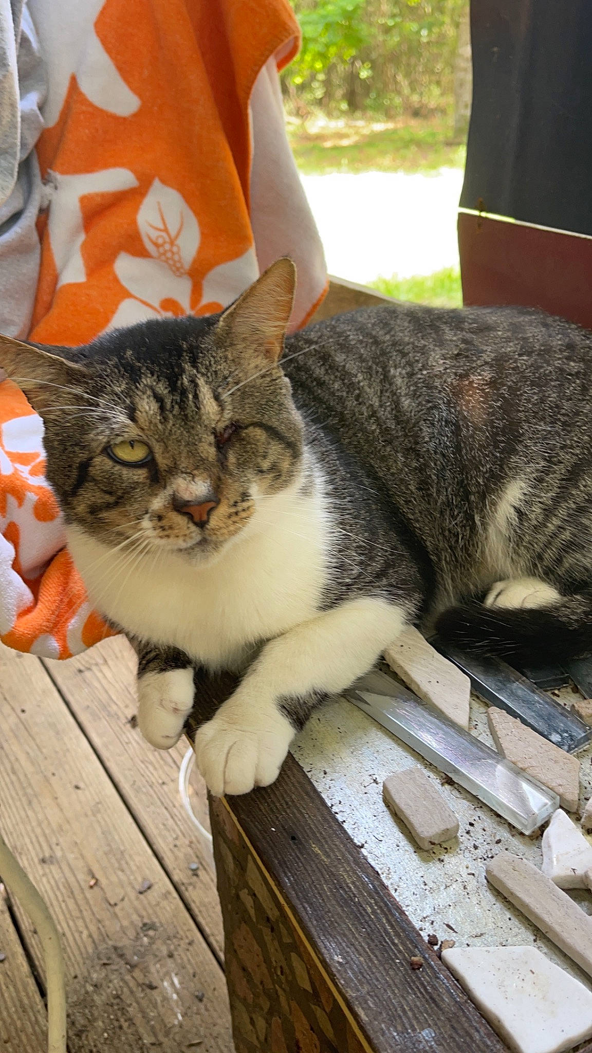 Fossa is registered to the contest to win money with this photo: carnivore, cat, claw, domestic_short_haired_cat, felidae, fur, grass, plant, sitting, small_to_medium_sized_cats, snout, tail, terrestrial_animal, tree, whiskers, wood