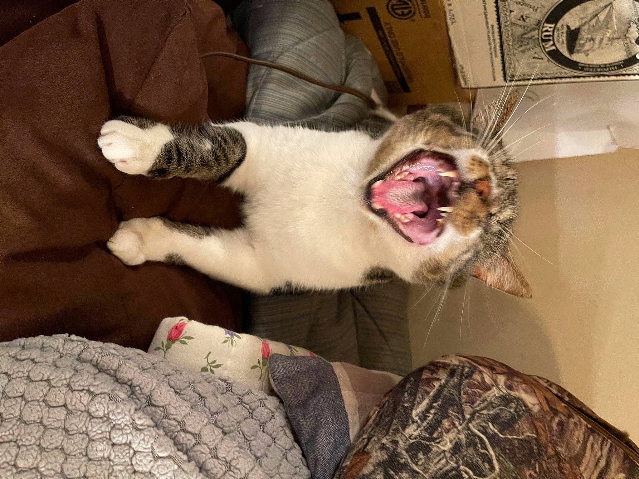 Fossa joined the competition — help win amazing prizes! beard, canidae, carnivore, cat, collar, comfort, companion_dog, couch, dog_breed, fang, fawn, felidae, fur, jaw, small_to_medium_sized_cats, snout, sporting_group, tail, whiskers, yawn