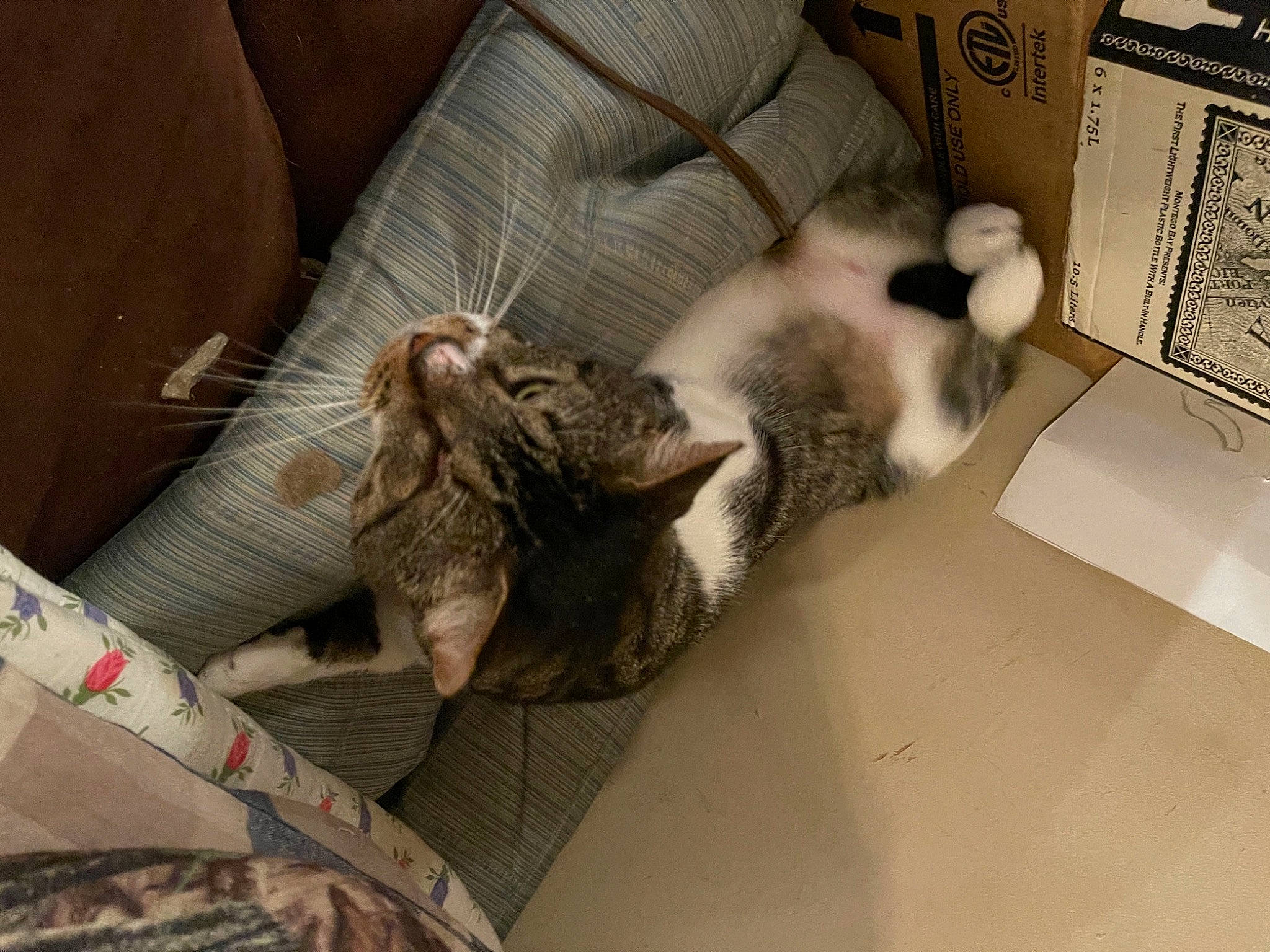 Fossa joined the competition — help win amazing prizes! canidae, carnivore, cat, comfort, couch, domestic_short_haired_cat, fawn, felidae, fur, linens, nap, paw, room, small_to_medium_sized_cats, sporting_group, tail, whiskers, wood