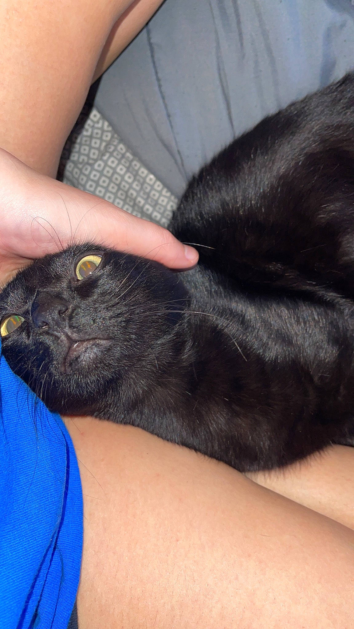 Salem is registered to the contest to win money with this photo: black_cat, carnivore, close_up, comfort, dog_breed, domestic_short_haired_cat, ear, electric_blue, felidae, foot, fur, gesture, human_leg, nail, paw, small_to_medium_sized_cats, snout, thumb, vertebrate, whiskers