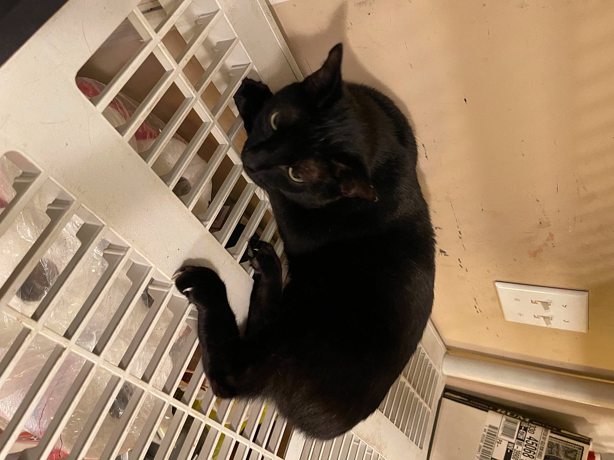 Salem is registered to the contest to win money with this photo: building, carnivore, cat, domestic_short_haired_cat, felidae, floor, flooring, fur, grey, metal, monochrome_photography, room, sculpture, small_to_medium_sized_cats, snout, stairs, tail, whiskers, window, wood