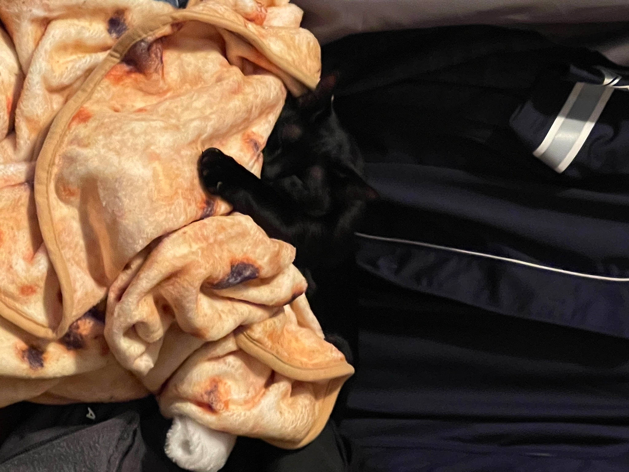 Salem joined the competition — help win amazing prizes! art, artifact, classical_sculpture, flesh, fur, gesture, human_anatomy, human_body, jaw, meat, metal, nail, peach, sculpture, skull, sleeve, statue, wood, wrinkle, wrist