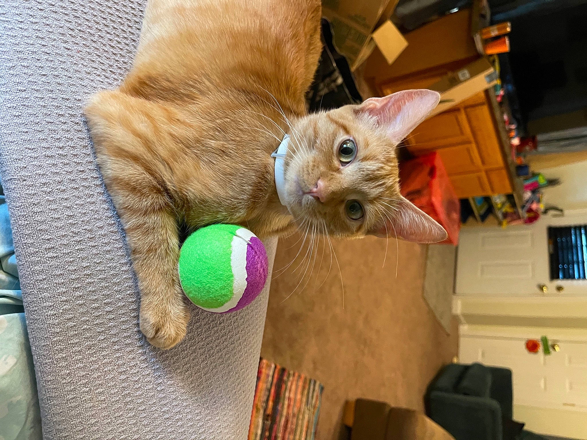 Oliver joined the competition — help win amazing prizes! bookcase, carnivore, cat, cat_toy, claw, comfort, dog_breed, domestic_short_haired_cat, fawn, felidae, fur, nail, paw, small_to_medium_sized_cats, snout, sporting_group, tail, toy, whiskers, wood