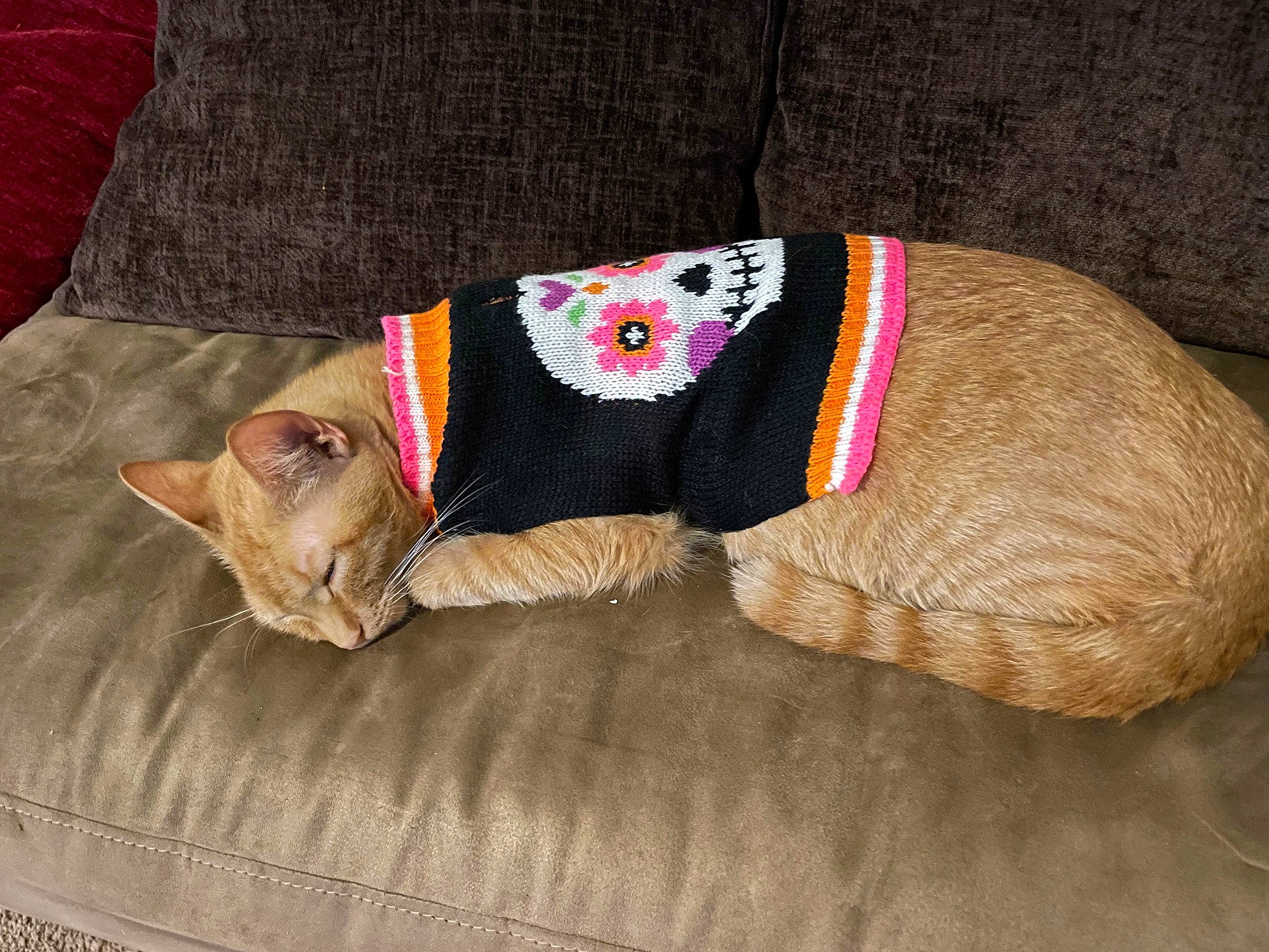 Oliver joined the competition — help win amazing prizes! bag, canidae, carnivore, cat, comfort, domestic_short_haired_cat, fashion_accessory, fawn, felidae, fur, gunny_sack, linens, pattern, sleeve, small_to_medium_sized_cats, stuffed_toy, tail, whiskers, wool, woolen