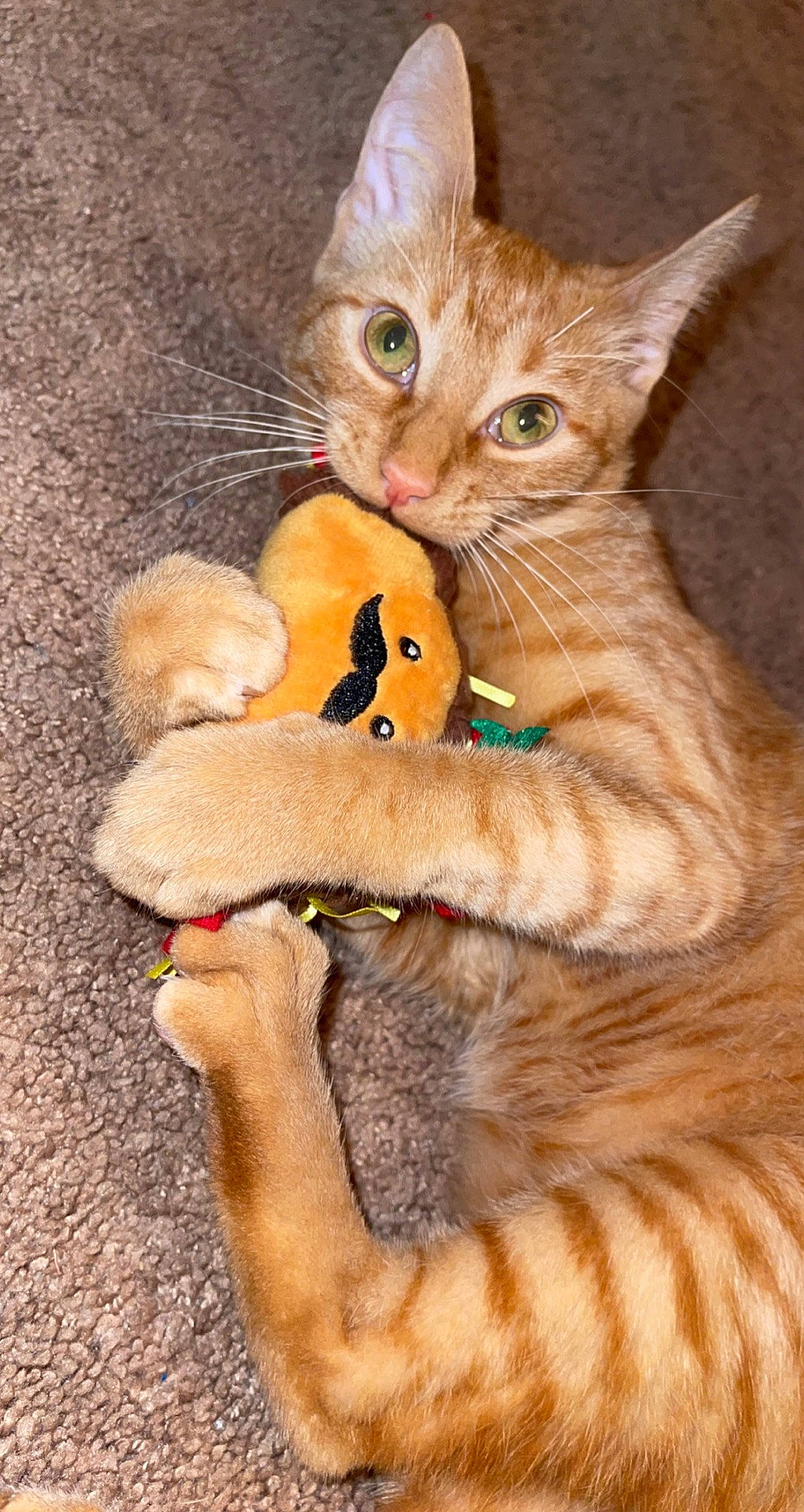 Oliver is registered to the contest to win money with this photo: art, carnivore, cat, cat_toy, claw, comfort, domestic_short_haired_cat, fawn, felidae, foot, fur, paw, peach, photo_caption, small_to_medium_sized_cats, snout, tail, terrestrial_animal, whiskers, wildlife